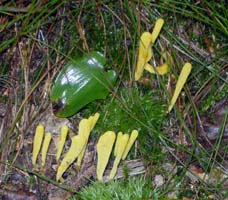 The Golden Fairy Club grows in damp mossy places. 